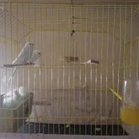 مرغ عشق یک جفت خوش رنک نر ماده تخم میزارن ۱۲۰۰۰۰۰