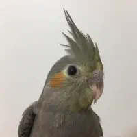 عروس هلندی نر و سخنگو