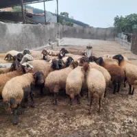 گوسفند|حیوانات مزرعه|گرگان, |دیوار
