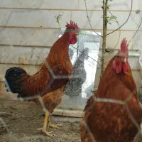 دو تا خروس رسمی