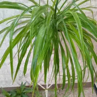 گل پرورش خونگی|گل و گیاه طبیعی|مسجد سلیمان, |دیوار