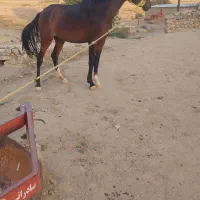 مادیان|اسب و تجهیزات اسب‌سواری|بروجرد, |دیوار