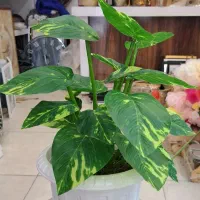 پخش گل مصنوعی