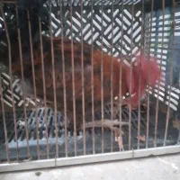 سلام خروس محلی