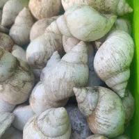صدف حلزون ، آکواریم