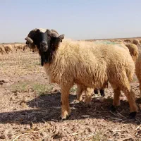 شوش|حیوانات مزرعه|کرخه, |دیوار
