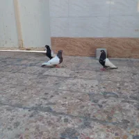 ۴ کفتر برای فروش معاوضه ندارم.