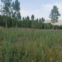فروش زمین کشاورزی ممشخان