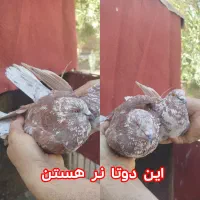 کبوتر|پرنده|اردکان, |دیوار