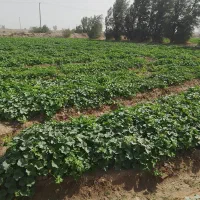 سلام دوستان عزیز پالیز پشمک بفروش می‌رسد 35من زمین|فروش دفتر صنعتی، کشاورزی، تجاری|زهک, |دیوار