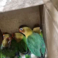 طوطی برزیلی