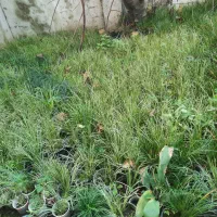 گل و گیاه|گل و گیاه طبیعی|لنگرود, |دیوار