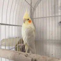 عروس هلندی ماده مولد با قفس