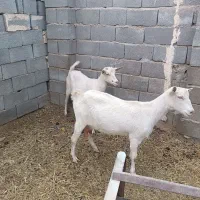 بز سانن آبستن مهریز