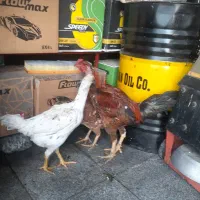 مرغ و خروس لاری