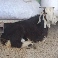 گوسفند