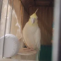 عروس هلندی مولد