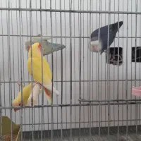 کوتوله برزیلی زیباوخاص|پرنده|ابریشم, |دیوار