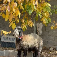 بره بذری خوش نژاد|حیوانات مزرعه|شیراز, گویم|دیوار