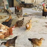 غاز و مرغ محلی|حیوانات مزرعه|شیراز, خلدبرین|دیوار