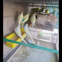 مرغ عشق رنگین کمان اسپانگل