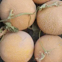 کار در بارفروشی