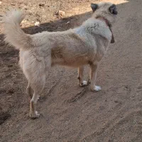 سگ گله ای|سگ|قم, پردیسان|دیوار