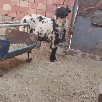 قوچ چاق