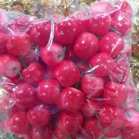 ماهی زبرا|ماهی|شاهرود, |دیوار