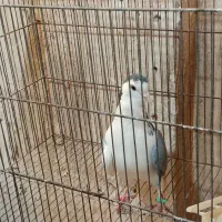 کبوتر دمگیر دستگردی|پرنده|اصفهان, پوریای ولی|دیوار