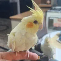 عروس هلندی رام