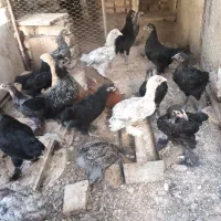 جوجه مرغ مرندی دو رگ