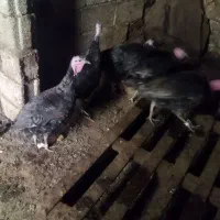 بوقلمون چاق برای شب یلدا مکان خود ماکو