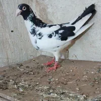 کفتر پرشی جفتگاکرمانی  پلنگ ابلغ سروراوقون کشکلک