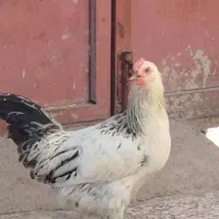 خروس