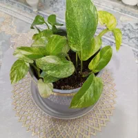 گل پتوس ابلق با گلدان سفالی|گل و گیاه طبیعی|تربت‌حیدریه, کلاته توکلی|دیوار