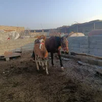 اسب مادیان|اسب و تجهیزات اسب‌سواری|محمدبار, |دیوار