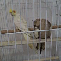 عروس هلندی