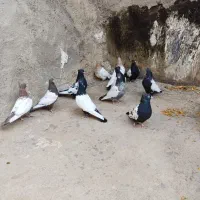 کفتر|پرنده|بجنورد, |دیوار