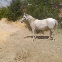 اسب مادیون|اسب و تجهیزات اسب‌سواری|شیراز, بید زرد|دیوار