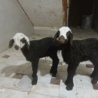 بره شیری خالص افشار