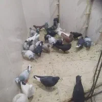 ۲۵تاکفتر لوک