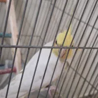 عروس هلندی|پرنده|اصفهان, شفق|دیوار