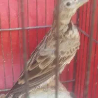 سهره خاکی نر قناری|پرنده|اهواز, آریاشهر|دیوار