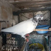 سپه ماده عروسک