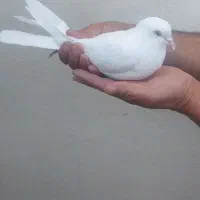 ۳عدد کبوتر پرشی ۳تا ۵۰۰