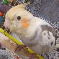 عروس هلندی|پرنده|بروجرد, |دیوار