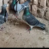 پلاکی مسافتی المانی پولکی قره|حیوانات مزرعه|مشهد, کوی دروی|دیوار