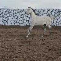 مادیان عرب دوسر