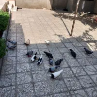 فروش 14 کفتر بوم نرماده قاطی